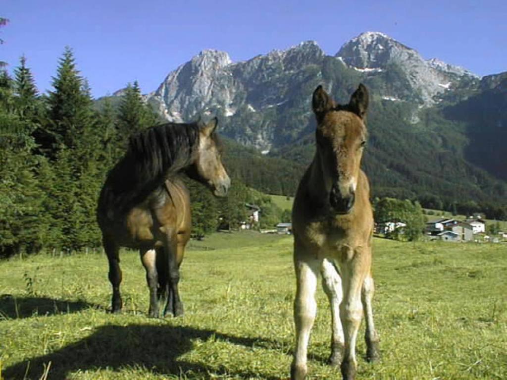 Schoerghof Абтенау Екстер'єр фото